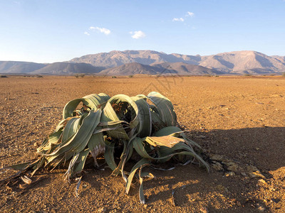 纳米比亚中部沙漠中的Welwitsch图片