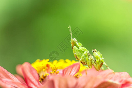 叶子上的绿花螳螂图片
