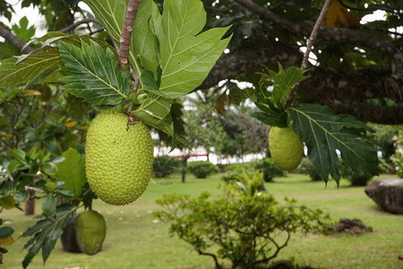 法属波利尼西亚的面包树果实背景图片