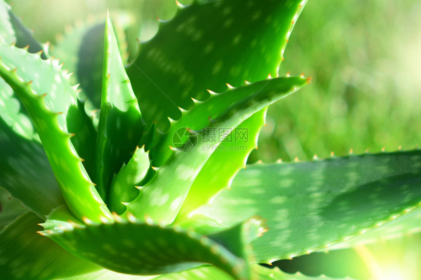 Aloevera植物图片