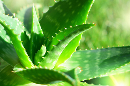 Aloevera植物图片