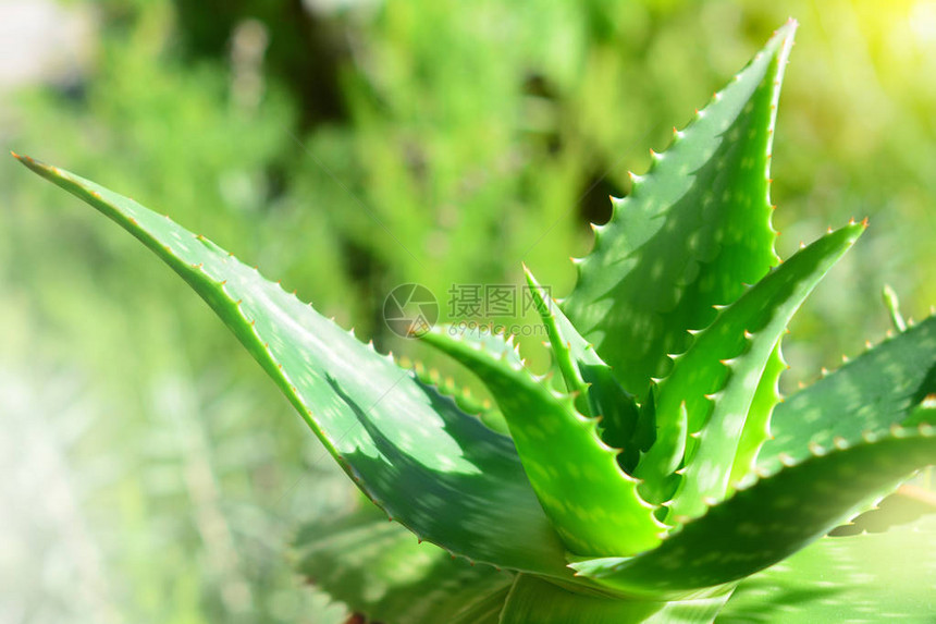 Aloevera植物图片