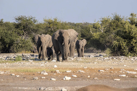 非洲大象的牧群图片