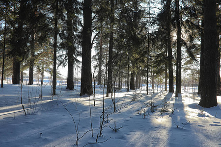 冬季森林覆盖着雪图片