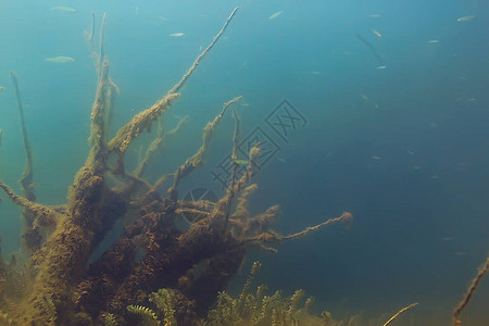 红树林中鱼的水下景观图片