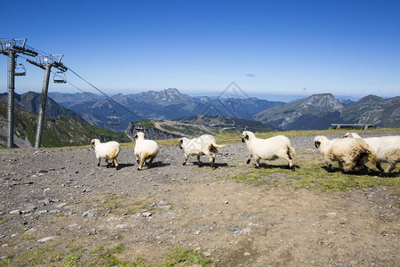 在瑞士瓦莱州瑞士阿尔卑斯山群中观测到的绵羊牛群图片