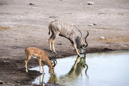 男大Kudu图片