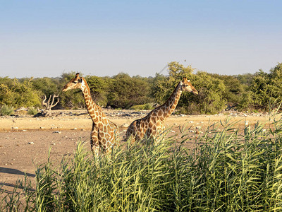 南非长颈鹿Giraffagiraffagiraffa图片