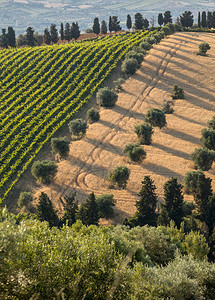 意大利Abruzzo滚动山丘上的橄榄园葡萄园图片