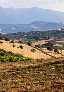 意大利Abruzzo滚动山丘上的橄榄图片