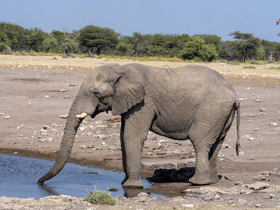非洲大象男图片