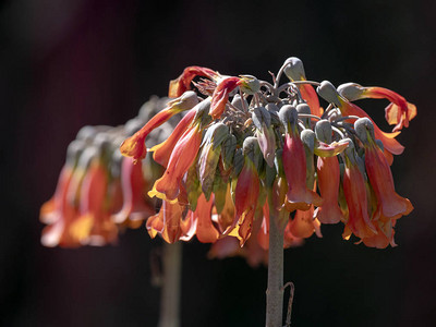 红花植物纳米比亚图片
