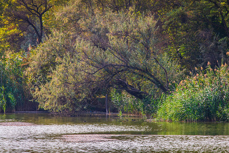 河湖岸边风景如画的森林夏日的树木原图片