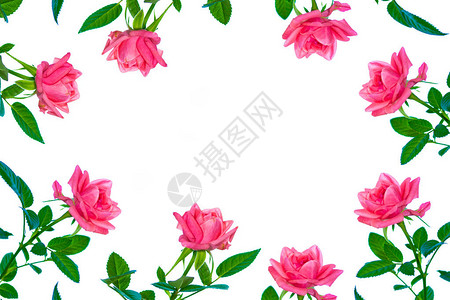 白色背景上的花蕾玫瑰图片