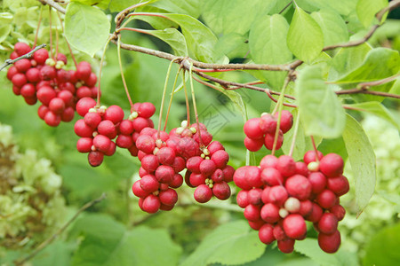 红五味子的枝条成串的成熟五味子有用植物的作物红五味子成排挂在绿枝上五味子植物背景图片