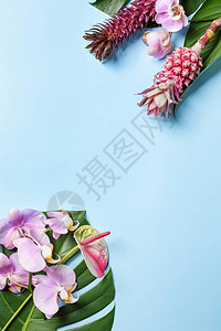 美丽的热带花朵和颜色图片