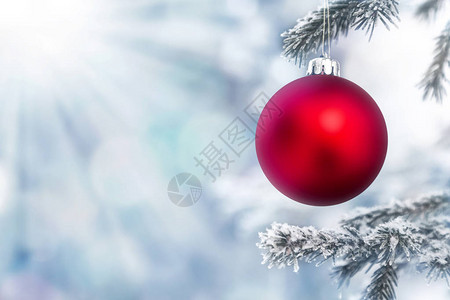 红圣诞球在松树枝上面布满冰霜圣诞背景图片