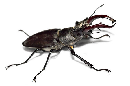 大锹形甲虫的特写照片图片