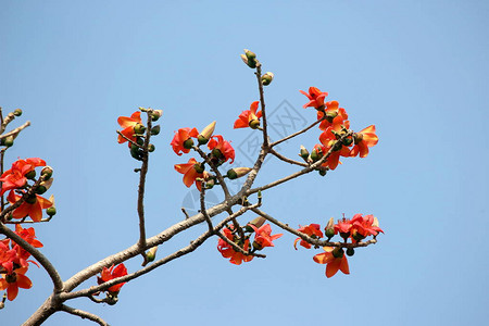 木棉树的花或树上的花棉背景图片