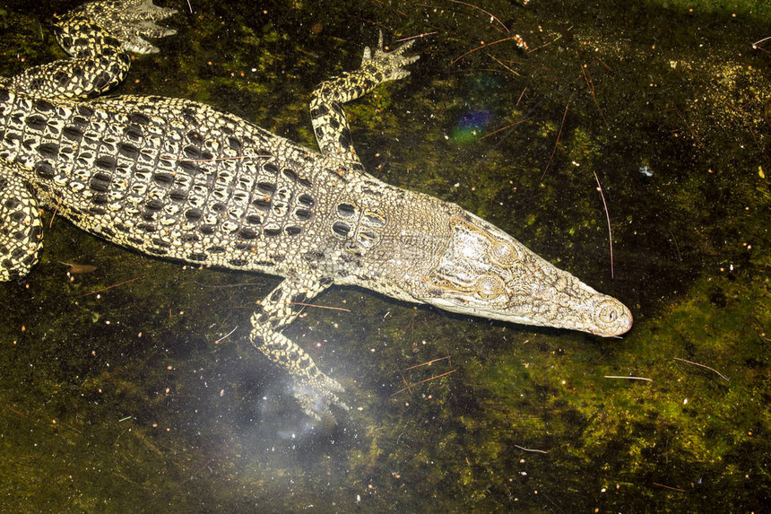 荣格咸水鳄鱼Crocodylusporosus图片