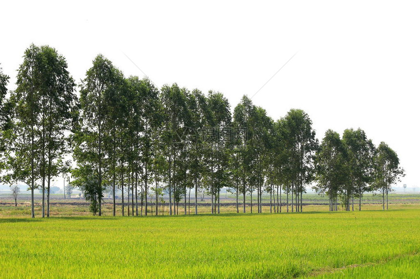 在泰国大稻田中划一行图片
