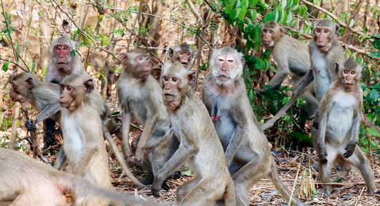 许多猴子惊慌失措在森林中图片