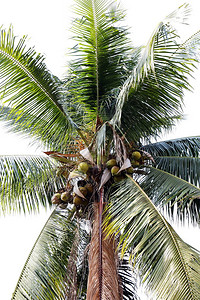 椰子农场种植椰子树图片