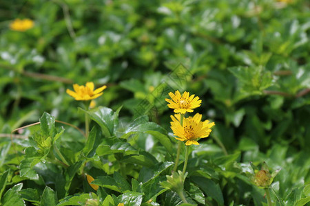 黄色花雏菊种子在自然图片