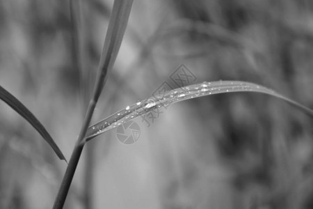 绿草上的雨滴水露出美丽自然为本底新图片