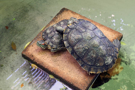 海龟爱人淡水海龟图片