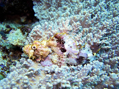 蝎子鱼珊瑚海印图片