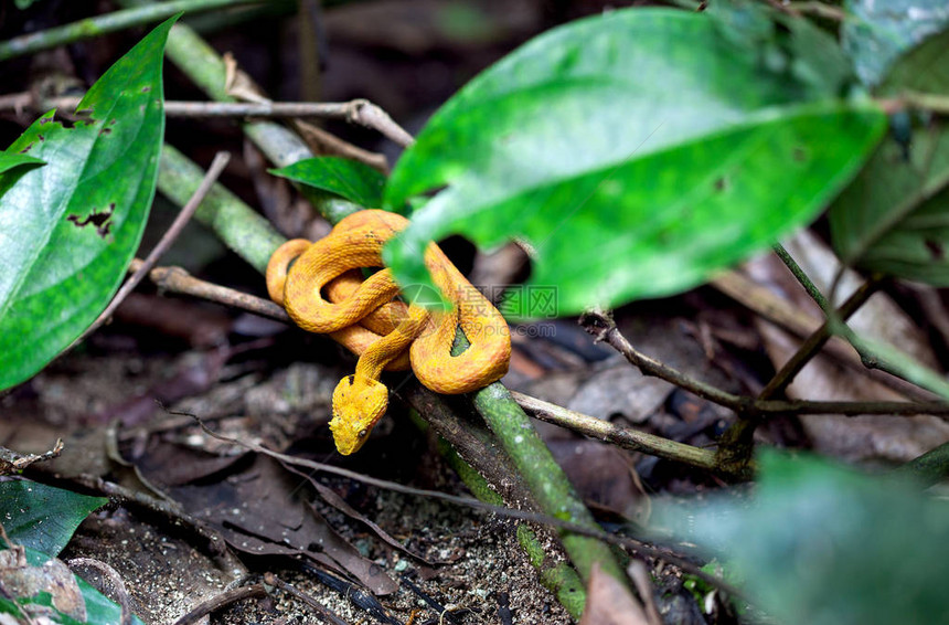 黄色双眼棕榈皮毒蛇波里奇斯克勒盖利哥斯达图片