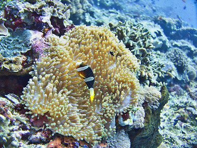 印度尼西亚巴厘珊瑚海有阿内图片