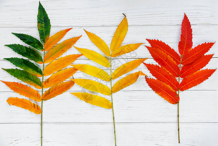 白木本底的秋黄色橙色和红叶变化季节图片
