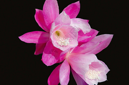 粉红色的花朵LobesaPunakha区图片
