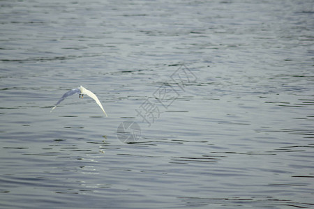 Ardeidae飞越水面图片