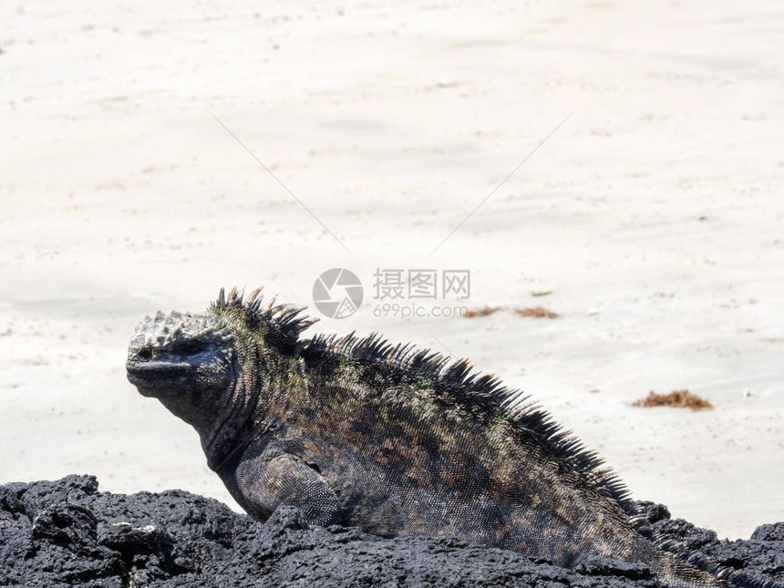 海洋的Iguana图片