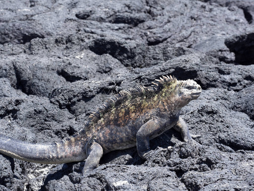 海洋的Iguana图片