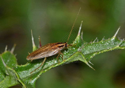 德国蟑螂被广泛认为是全世界的害虫这个是在黄蓟植图片