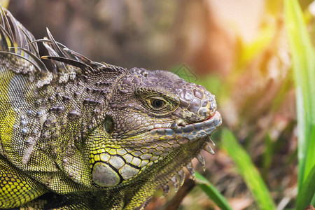 绿蜥蜴Iguanaiguana大型蜥蜴爬行图片