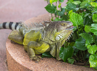 绿蜥蜴Iguanaiguana大型蜥蜴爬行图片
