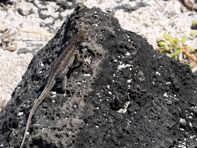 加拉帕戈斯火山岩浆蜥蜴图片