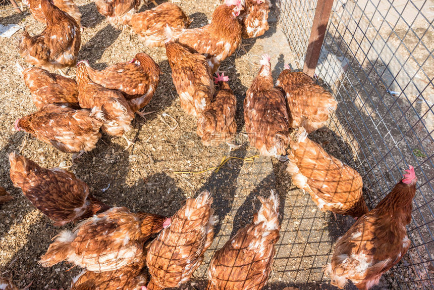 一群鸡在土耳其伊斯坦布尔铁丝栅栏内图片