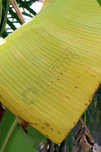 香蕉树上的香蕉叶变黄了背景图片