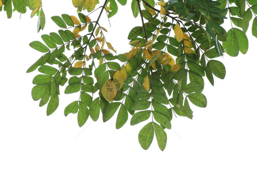绿叶合欢Leguminosae在白色背景上被隔离图片