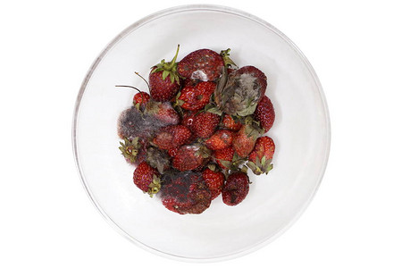 草莓腐烂水果腐烂水果发霉碗里腐烂的水果草莓腐烂和透明玻图片