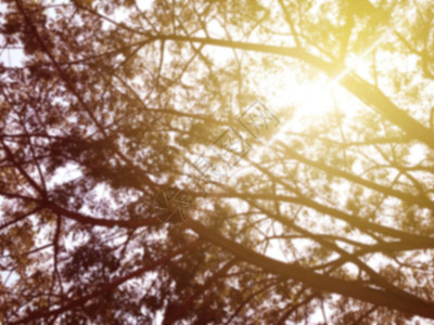 褐色的软阳光为风景背树木布基自然阳光图片