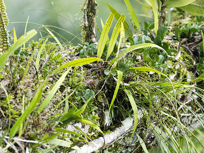 Bromelia在厄瓜多尔亚苏尼公图片