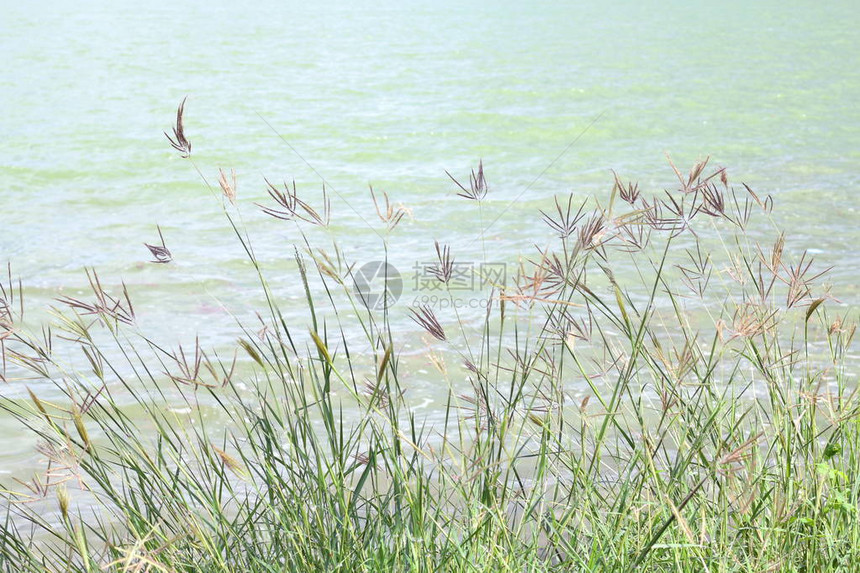 草花早晨在河边明亮草自然和湖面水景观图片