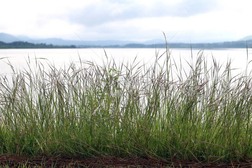 草花早晨明亮在河草自然和湖地表水风景视图湖阳光图片